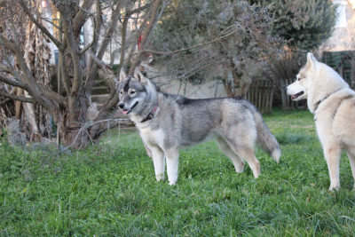 Étalon Siberian Husky - Violeta Of The Boreale Dynasty