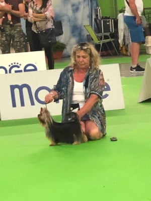 Étalon Yorkshire Terrier - Very Castel D'Argent Under attack for win