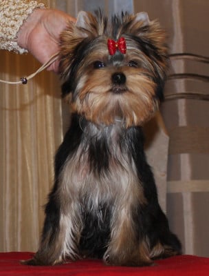 Étalon Yorkshire Terrier - Very Castel D'Argent Remember me