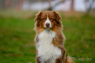 Étalon Berger Australien - Quetchup of the smiling house