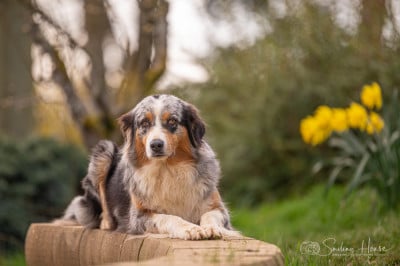 Étalon Berger Australien - Nora of the smiling house