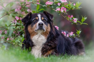 Étalon Berger Australien - Geisha de l'Oeil du Cyclone