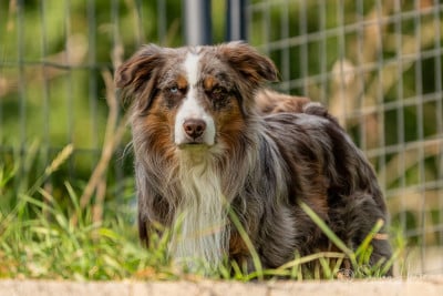 Étalon Berger Australien - KING OF DRAKES casa de filler