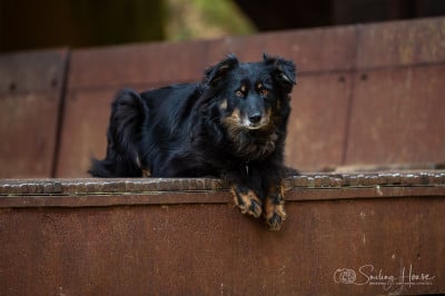 Étalon Berger Australien - Sirah of the smiling house