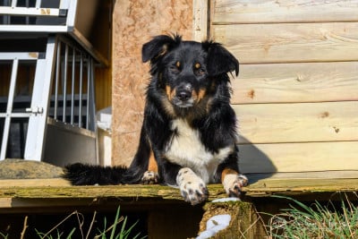 Étalon Berger Australien - Yuna of the smiling house