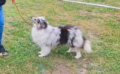 Étalon Shetland Sheepdog - Unity blue Des Patounes D'Aur