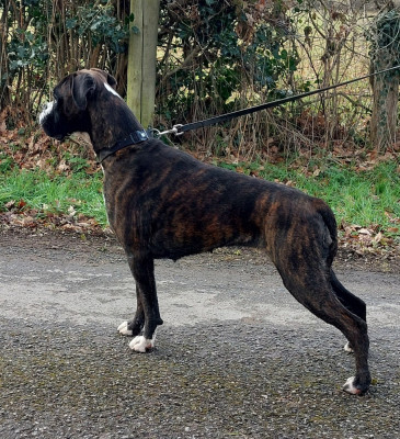 Étalon Boxer - Vaillante Von Meros