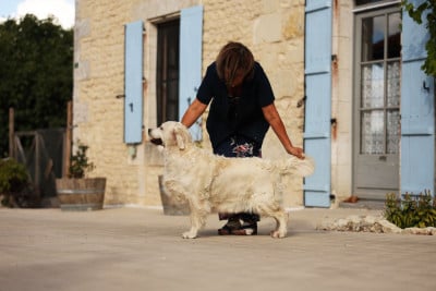 Étalon Golden Retriever - 1st Class Goldens Betcha By Golly Wow