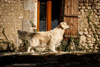 Étalon Golden Retriever - 1st Class Goldens Candice Renoir