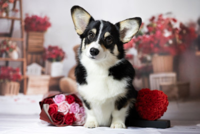 Étalon Welsh Corgi Pembroke - Night Keepish Chips n crips
