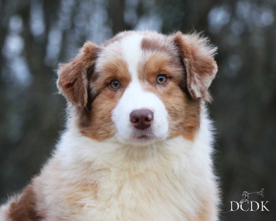 Étalon Berger Australien - Tell Me Your Secrets du chemin des korrigans