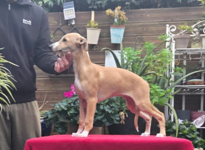 Étalon Whippet - Revenge's Archiduc François