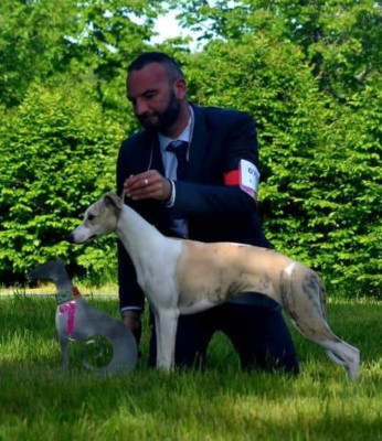 Étalon Whippet - CH. Secret Legend's Upon A Revenge