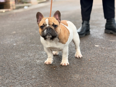 Étalon Bouledogue français - Bulld'offe Achille