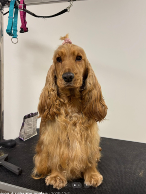 Étalon Cocker Spaniel Anglais - Uby Des Sources De La Liane