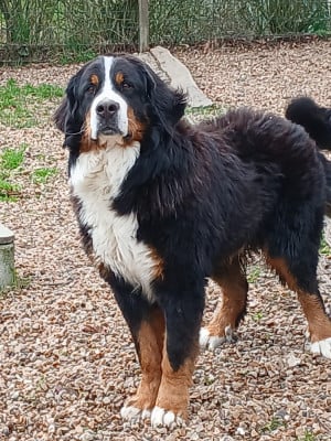 Verdi Des Terres De Pag