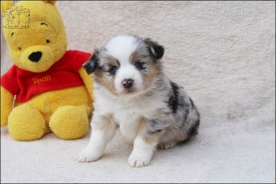 Étalon Berger Américain Miniature - Vivo por amor vanille De Sol Del Norte