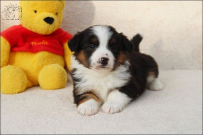 Étalon Berger Américain Miniature - Vivo por amor venus De Sol Del Norte