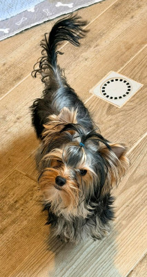 Étalon Yorkshire Terrier - aphrodite Issu Des Plus Beaux Joyaux
