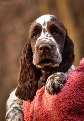 Étalon English Springer Spaniel - Elan Under the pines