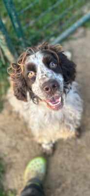 Étalon English Springer Spaniel - Underneath your clothes du Port Vieux of Euskadi