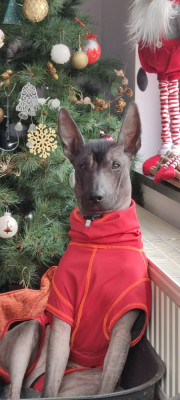 Étalon Chien nu mexicain - CH. Linda Pirotte (Sans Affixe)