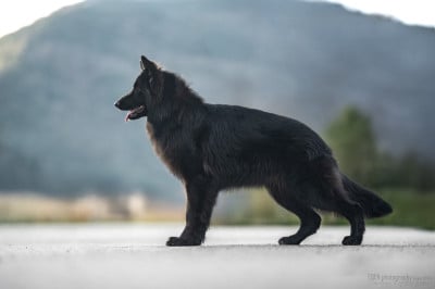 Étalon Berger Allemand Poil Long - Achlys des contes de Gwelane