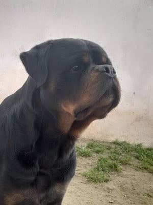 Étalon Rottweiler - Hektor haus of lazic