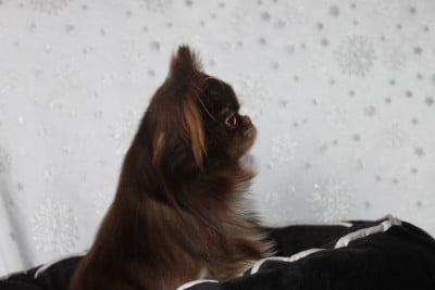 Étalon Chihuahua - VALENTINO Des Pattounes Douces