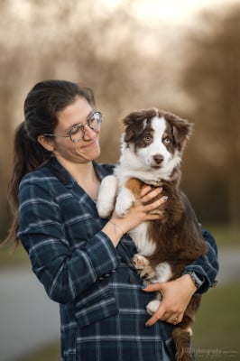 Étalon Berger Américain Miniature - Arion prime time du Domaine de Milk