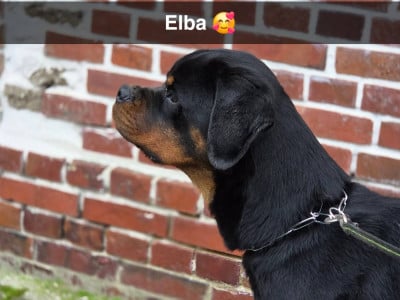 Étalon Rottweiler - Elba de txurroke