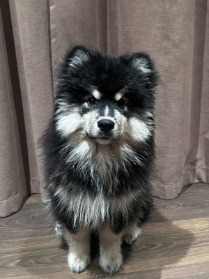 Étalon Chien finnois de Laponie - Angus Auros Taskas