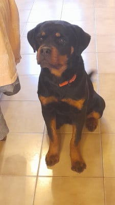 Étalon Rottweiler - Aîka Du Rêve D'Azhar