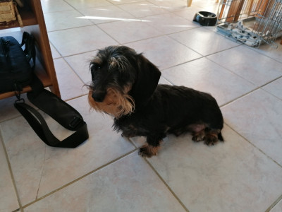 Étalon Teckel poil dur - Nori Des Petites Tetes De Pioche