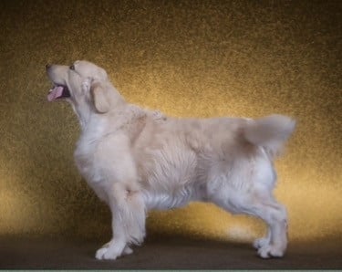 Étalon Golden Retriever - CH. Glamour Shine Winter Soldier Bucky