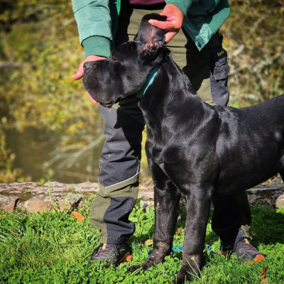 Étalon Cane Corso - ASCO des Gardiens de Maelys