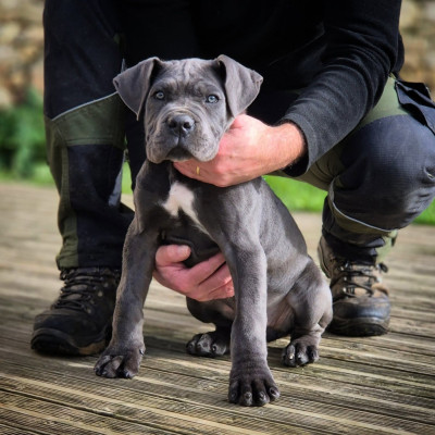Étalon Cane Corso - AMBRA des Gardiens de Maelys