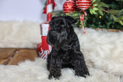 Étalon Schnauzer miniature - Unique For You Back To The Start