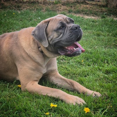 Étalon Cane Corso - URYA (Sans Affixe)