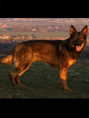 Étalon Berger Allemand - storm des orckis de l'adret