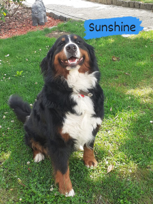 Étalon Bouvier Bernois - Sunshine De La Patte De L'émeraude