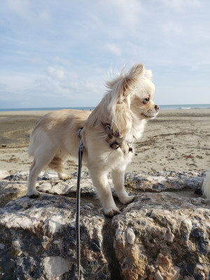 Étalon Chihuahua - Arielle De La Grande Epopée