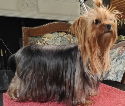 VIVA BELLA du domaine d elly