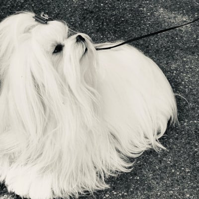 Étalon Bichon maltais - CH. Valma's Signature Tamara