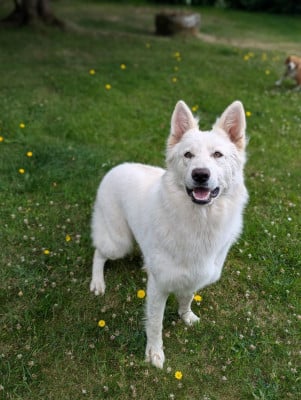 Étalon Berger Blanc Suisse - Truffe by activ dog normandy