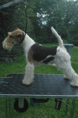 Wild card van Foliny home (Sans Affixe)