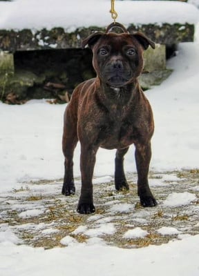 Étalon Staffordshire Bull Terrier - Mc performance V FOR VENDETTA