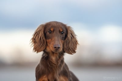 Étalon Teckel poil long - Ariel la petite sirène du Domaine de Milk