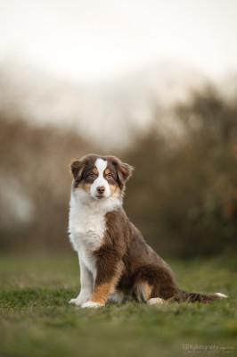Étalon Berger Américain Miniature - Aurora magic kiss du Domaine de Milk