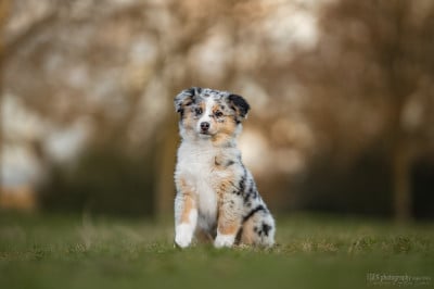 Étalon Berger Américain Miniature - Adorable petite sorcière du Domaine de Milk